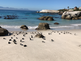 Zuid-Afrika - Boulders