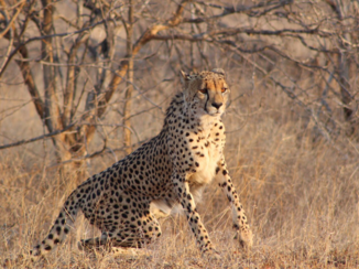 Zuid-Afrika - Cheeta