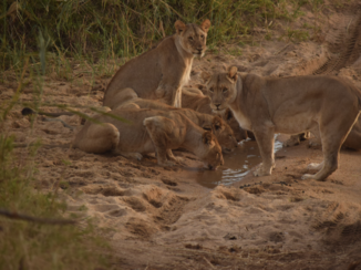 Zuid-Afrika - Leeuwen familie