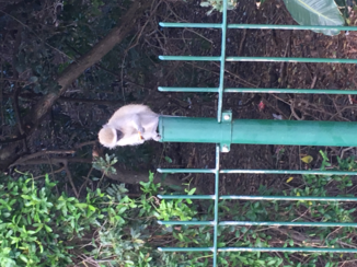 Zuid-Afrika - Aap in Durban