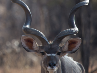 Zuid-Afrika - Nieuwsgierige kudu.