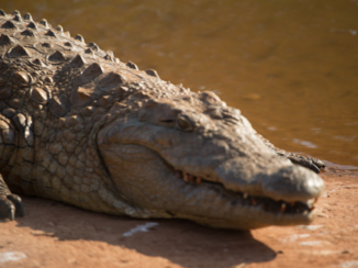 Zuid-Afrika - Mevrouw krok.