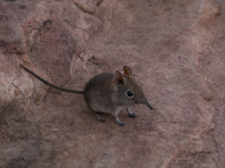 Zuid-Afrika - Olifantsmuis.