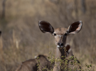 Zuid-Afrika - Nyala-antiloop.