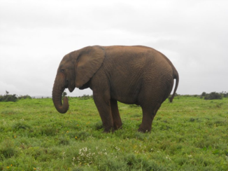 Zuid-Afrika - Een olifant uit ADDO