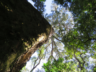 Zuid-Afrika - Groot boom