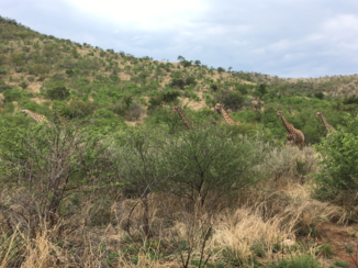 Pilanesberg National Park - Stelletje langnekken