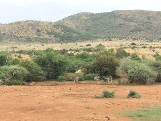 Pilanesberg National Park - Vanuit het centre