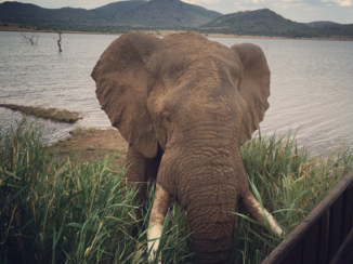 Pilanesberg National Park - So close