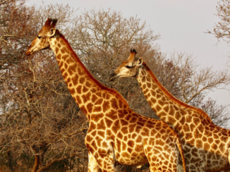 Rondreis Zuid-Afrika in drie weken - Gracieus dier!