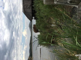 Pilanesberg National Park - Twee stuks