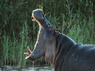 Rondreis Zuid-Afrika in drie weken - Even showtje weggeven!