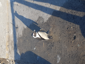 Zuid-Afrika - pinguïn