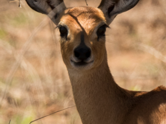 Mpumalanga - Steenbokkie