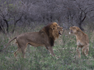 Mpumalanga - De paring