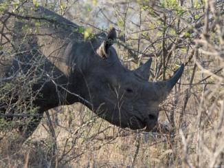 Mpumalanga - Zwarte neushoorn