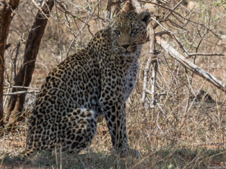 Mpumalanga - Luipaard