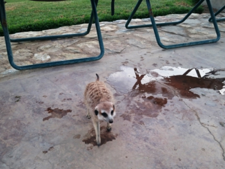 Rondreis Zuid-Afrika in drie weken - Stokstaartje in Dysseldorp