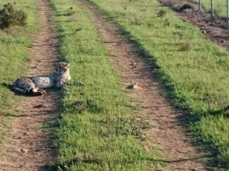 Rondreis Zuid-Afrika in drie weken - een zeldzame ontmoeting op safari in Albertinia