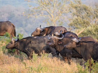 Krugerpark - Buffels in Hluhluwe