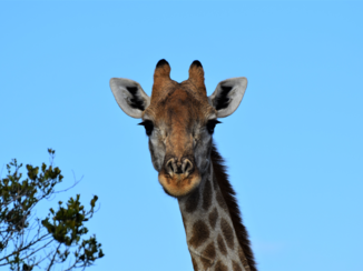 Krugerpark - Giraffe in Schotia