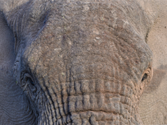 Krugerpark - Olifant in Schotia