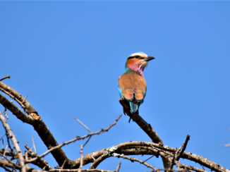 Krugerpark - Lilac-breasted roller