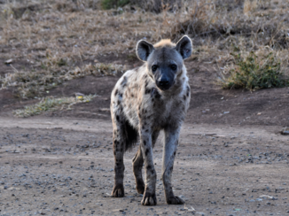 Krugerpark - Spotted hyena in Hluhluwe