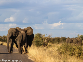 Zuid-Afrika - Kruger National Park