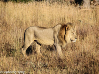 Zuid-Afrika - Lion king