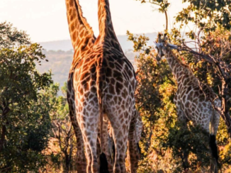Zuid-Afrika - Giraffe family