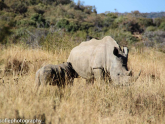 Zuid-Afrika - Nursing rhino