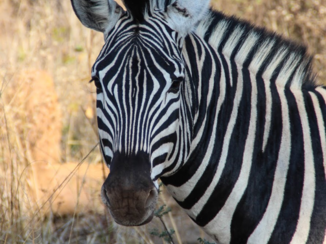 Zuid-Afrika - Zebra