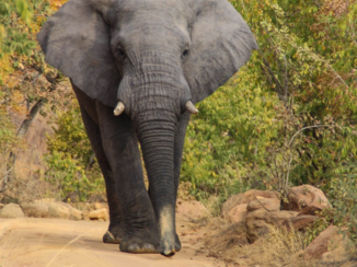 Zuid-Afrika - Elephant