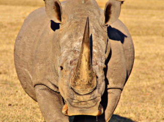 Zuid-Afrika - Sydney