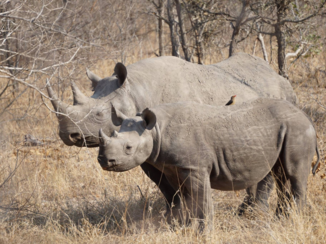Zuid-Afrika - Black rhino