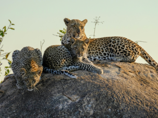 Zuid-Afrika - Moeder op de wacht