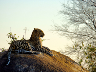 Zuid-Afrika - Op de uitkijk
