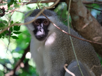 Zuid-Afrika - Lief kijken in de camera