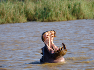 Zuid-Afrika - Mondje open