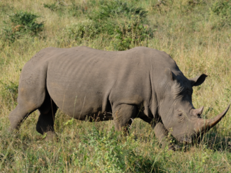 Zuid-Afrika - Watch out! Rhino comming!