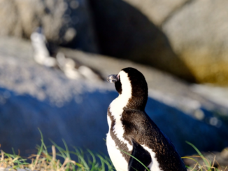 Zuid-Afrika - Poseren voor de foto