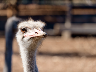 Zuid-Afrika - Koekoek!