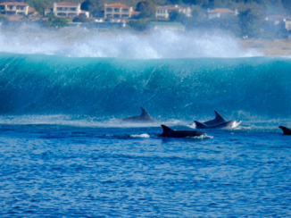 Zuid-Afrika - Lekker in de golven