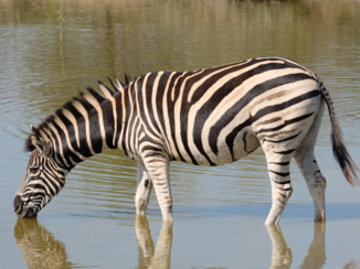 Zuid-Afrika - Prachtige weerspiegeling