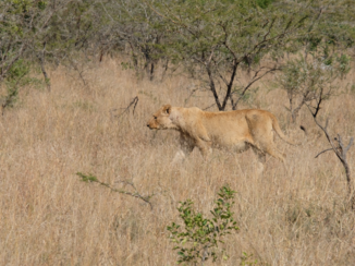 Zuid-Afrika - Zwangere damen