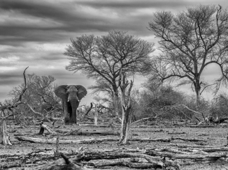 Krugerpark - Droogte in Kruger