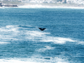 Rondreis van Johannesburg naar Kaapstad - Hermanus