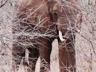Rondreis van Johannesburg naar Kaapstad - Kruger National Park