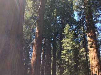 NBBS Reizen - Sequoia NP